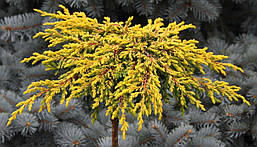 Ялівець звичайний Goldschatz на штамбі 0,9м, Можжевельник обыкновенный Голдшатц на штамбе, Juniperus communis, фото 5