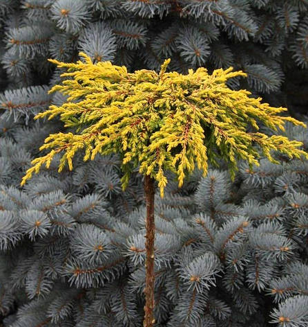 Ялівець звичайний Goldschatz на штамбі 0,9м, Можжевельник обыкновенный Голдшатц на штамбе, Juniperus communis, фото 1