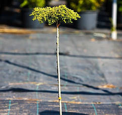Ялівець звичайний Goldschatz на штамбі 0,9м, Можжевельник обыкновенный Голдшатц на штамбе, Juniperus communis, фото 2