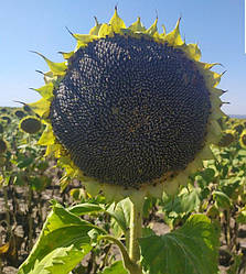 Насіння соняшнику Ліміт Екстра, соняшник під Євро Лайтинг