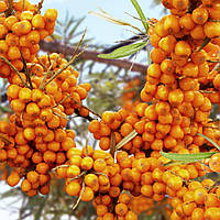 Саджанці Обліпихи Єлизавета (Жіноча) - рання, безколючкова, урожайна