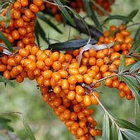 Саджанці Обліпихи Дора (Жіноча) - пізня, великоплідна, врожайна