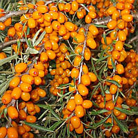 Саджанці Обліпихи Алтайська (Жіноча) - середня, безколючкова, урожайна