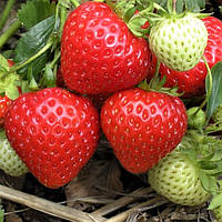 Саджанці полуниці (розсада) Фенелла (Fenella) - пізня, урожайна, транспортабельна (в касеті)