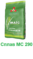 Насіння кукурудзи Сплав МС 290 (ФАО 290) "Компанія МАІС" (Дніпро)