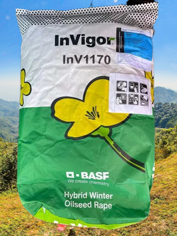 Насіння ріпаку ІНВ1170 BASF, середньоранний гібрид ріпаку Басф
