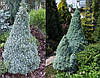 Ялина канадська Сандерс Блю / С3 / Picea glauca Sander's Blue, фото 2