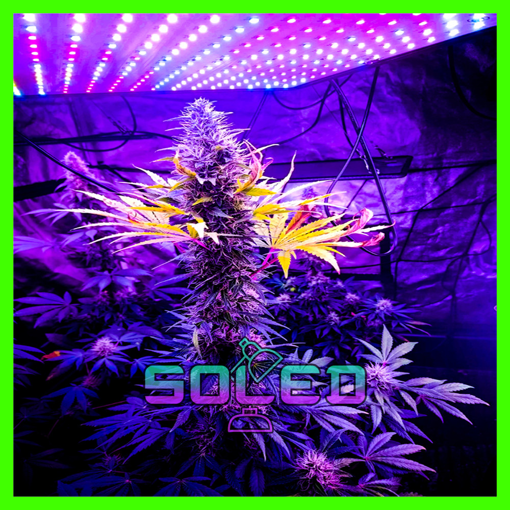 Фитолампа. 50 W 225 LED. Повний спектр (Фіто. Лампа для рослин. Мікрозелень. Зелень. Гроубокс) Soled.in.ua