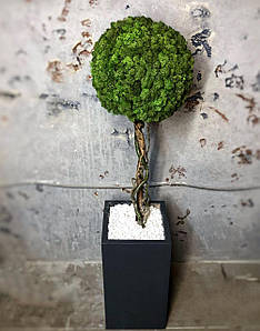 Велике стабілізоване дерево в дерев'яному кашпо/декор для дому та офісу/Дерево з моху