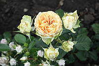 Саджанці троянд Саммер Роуз (Summer Rose)