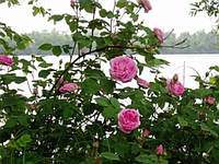 Эфирное масло роза чайная Ефірна Лавка 50мл