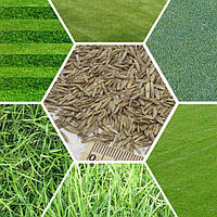 Насіння газонних трав, травосуміші