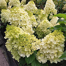 Гортензія Сільвер Доллар / С7,5 / Hydrangea Silver Dollar, фото 2