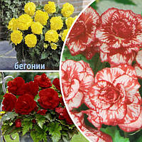 Бульби бегоній