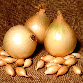 Озима цибуля саджанка Тріумф (продовгувата) 1 кг Голландія ТОР 8-21 мм