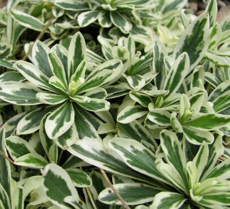 Арабіс (різуха) Фердина Кобураського, фото 1