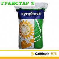 Сайберік HTS Syngenta (під Гранстар), насіння соняшника Sayberic HTS Сингента