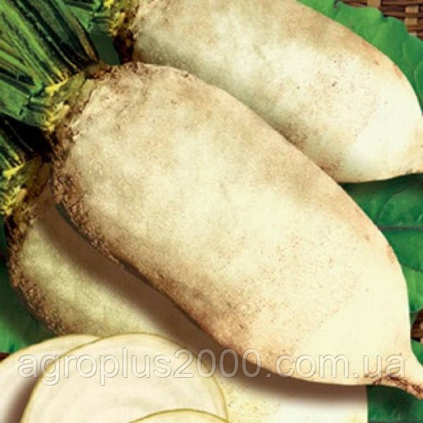 Насіння Буряк кормовий білий Центавр Полі вагою 300 грамів Malopolska Hodowla Roslin