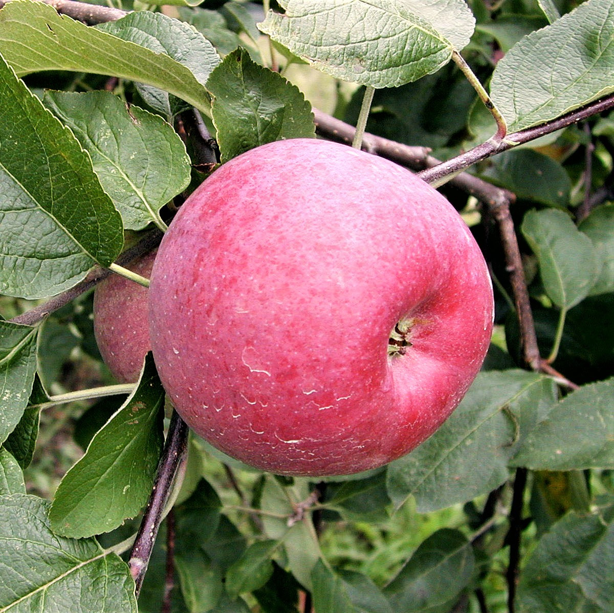 Саджанці Яблуні Кортланд - осіння, зимостійка, невибаглива