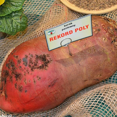 Буряк кормовий червоний Рекорд Полі вагою 1 кг Польща