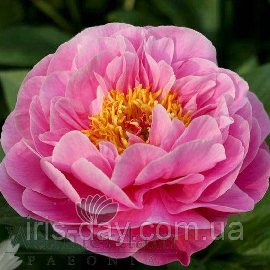 Півонія Walküre (Miely 2012) (сажінці), фото 1