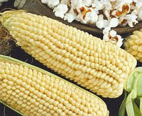 Насіння кукурудзи Попкорн білий