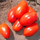 Насіння Томат Інкас F1 Голландія 50 шт., фото 3