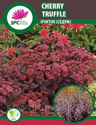 Очиток Cherry Truffle