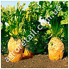 Буряк кормовий Центаур Полі ваговий 0.5 кг Велес, фото 2