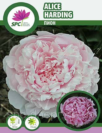 Півонія трав'яниста Alice Harding