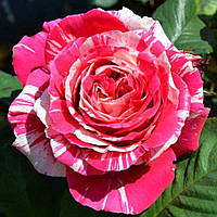 Саджанці чайно-гібридної троянди Бест Імпрешн (Best Rose Impression)