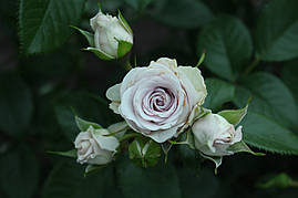 Саджанці троянд  Сільвер Шедоу ( Silver Shadow)