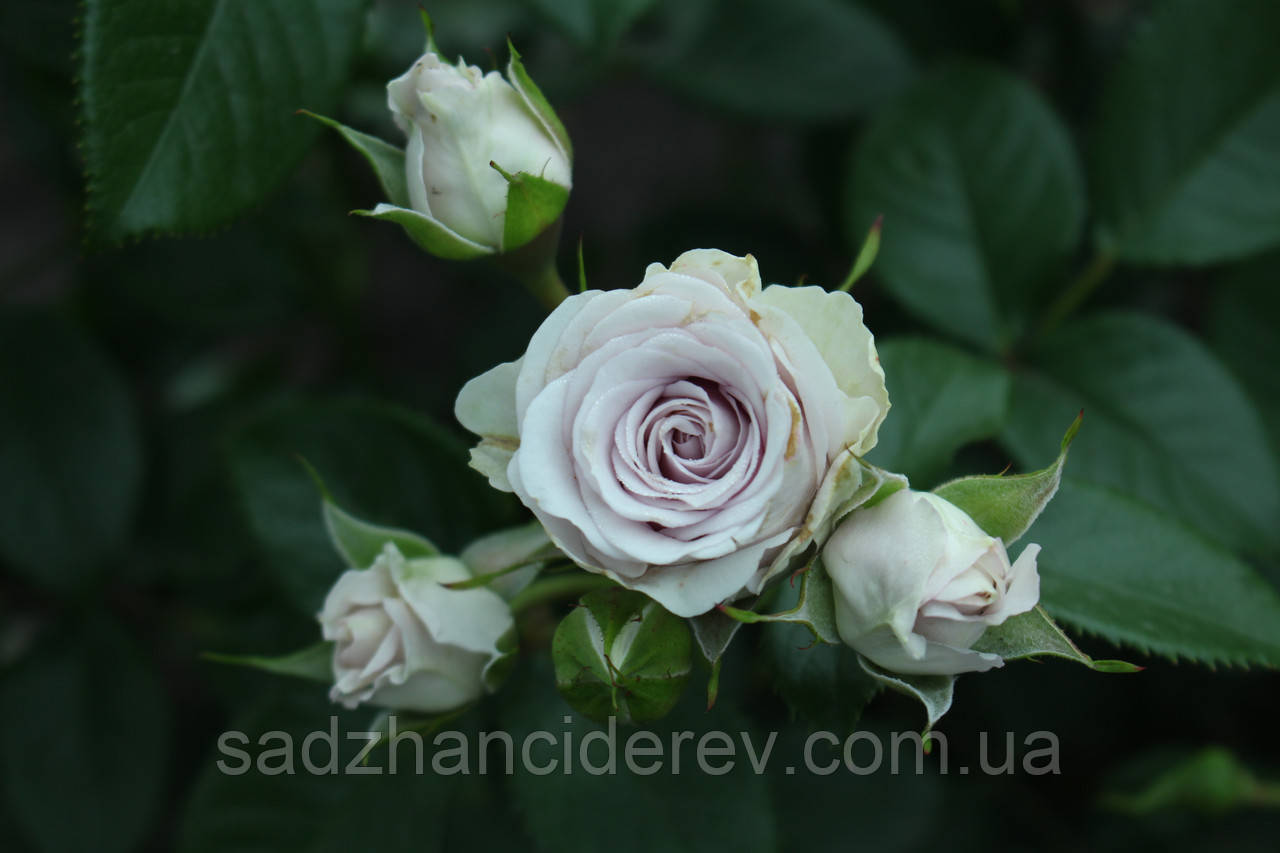 Саджанці троянд  Сільвер Шедоу ( Silver Shadow), фото 1