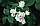 Саджанці троянд  Сільвер Шедоу ( Silver Shadow), фото 2