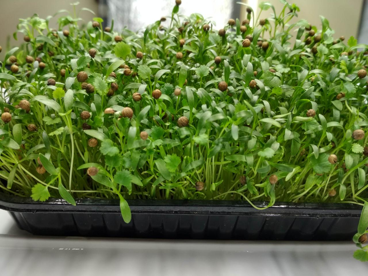 Менің әйелім жезөкше видео