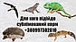 Сублімований Туркменський тарган "Просто додай води!" для : рептилій , їжаків ,  птиць , гризунів, фото 6