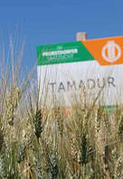 Насіння ярої твердої пшениці SaatBau Тамадур