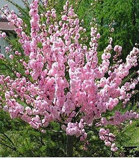 Мигдаль Трилопатевий 3 річний на штамбі 1-1,3 м, Prunus triloba, фото 5