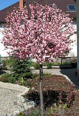 Мигдаль Трилопатевий 3 річний на штамбі 1-1,3 м, Prunus triloba, фото 6