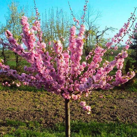 Мигдаль Трилопатевий 3 річний на штамбі 1-1,3 м, Prunus triloba, фото 1
