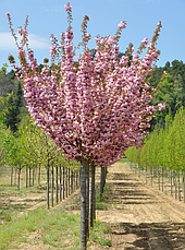Мигдаль Трилопатевий 3 річний на штамбі 1-1,3 м, Prunus triloba, фото 4