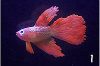 Искусственная рыбка петушок, красная, силиконовая и люминисцентная (светящая )декор в аквариум - размер 7*4 см