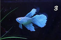 Искусственная рыбка петушок, синяя, силиконовая и люминисцентная (светящая )декор в аквариум - размер 7*4 см