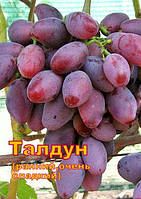 Саджанці винограду середньо-раннього терміну дозрівання Талдун.