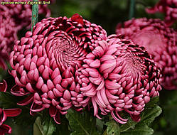 Хризантема Bigoudi Red (Бігнуді Ред) одноголова. великобарвкова,