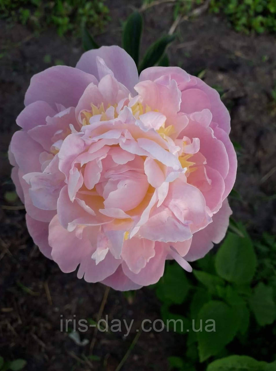 Півонія Весільні квіти (Скакодуб) (сажінці), фото 1