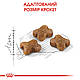 Сухий корм Royal Canin Kitten (Роял Канін Кітен) для кошенят, 0,4 КГ, фото 3