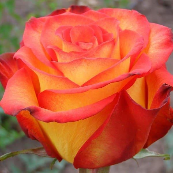 Саджанці чайно-гібридної троянди Оранж Джус (Rose Orange Juice)