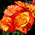 Саджанці чайно-гібридної троянди Оранж Джус (Rose Orange Juice), фото 3