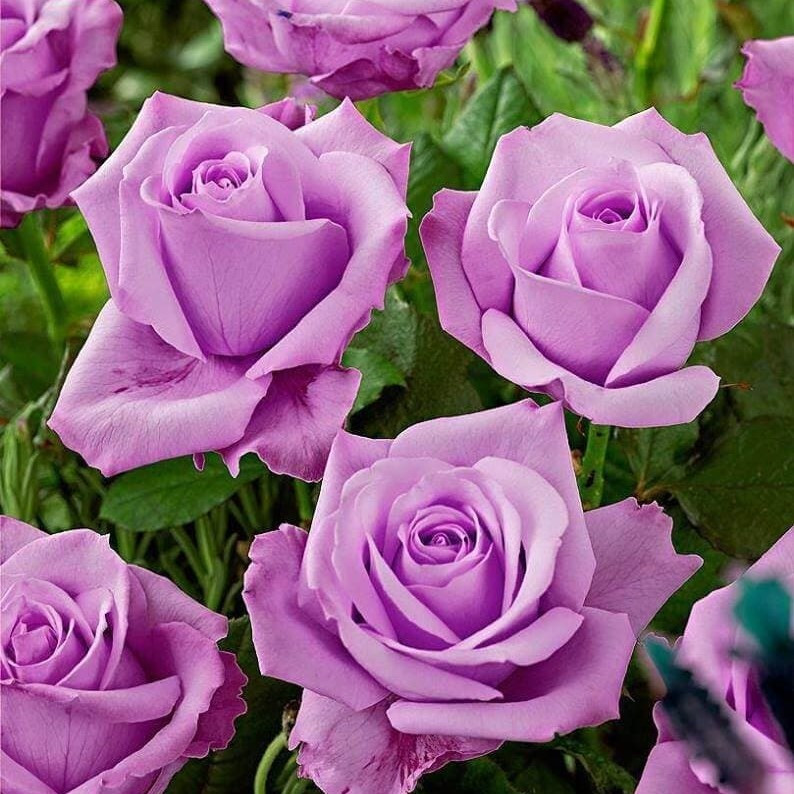 Саджанці чайно-гібридної троянди Прищепл (Rose Privi), фото 1